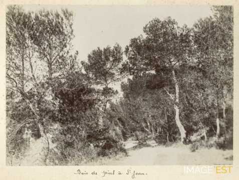 Bois de pins à Saint-Jean (Nice)